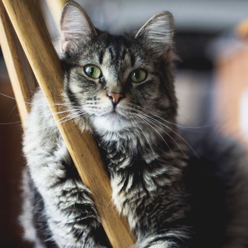 A cat sitting on top of a wooden chair.