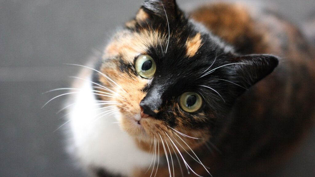 A cat with green eyes looking up at the camera.