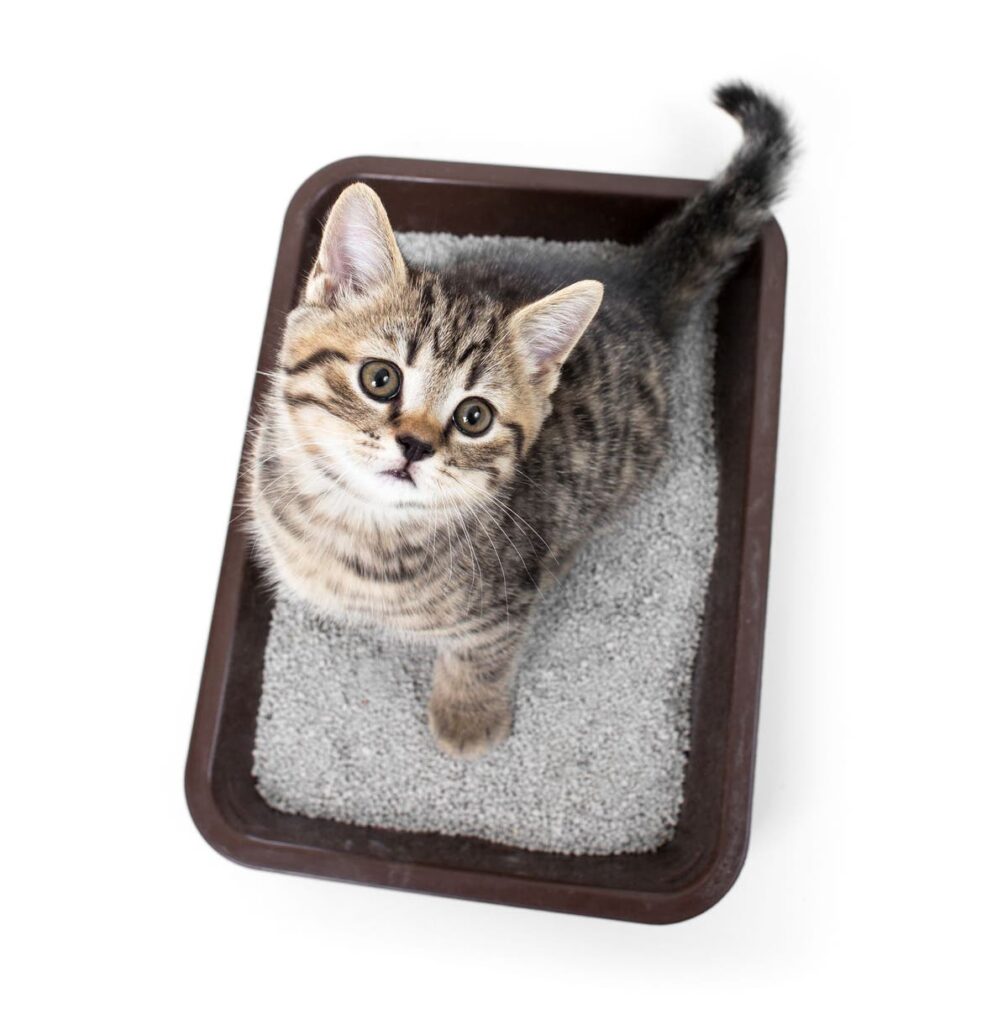 A cat laying in the litter box on top of it.